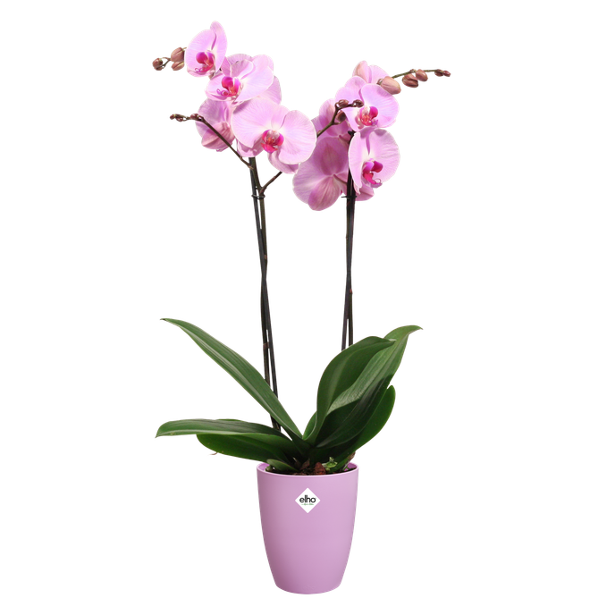 brussels orchidee hoog 12,5cm levendig violet